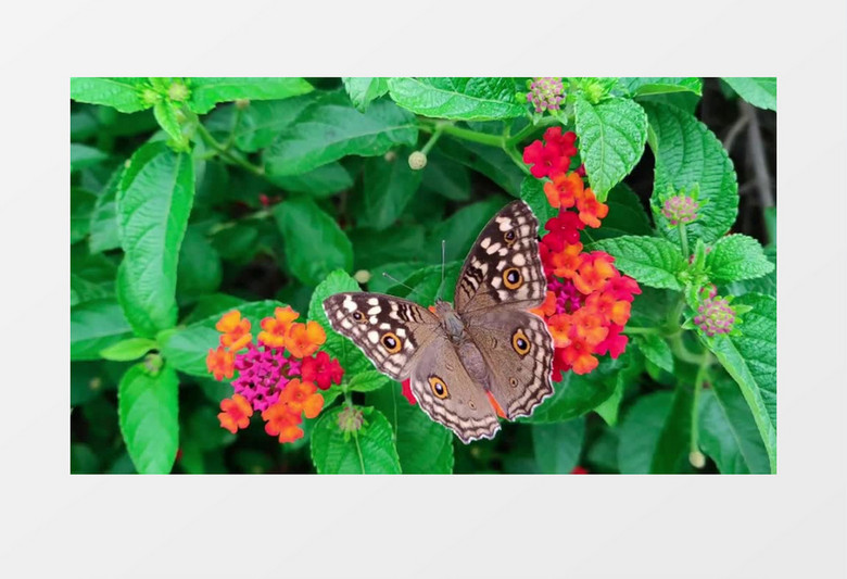 蝴蝶在花朵上慢慢的展开翅膀实拍视频