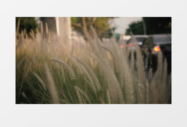 路边芦苇摇曳实拍视频