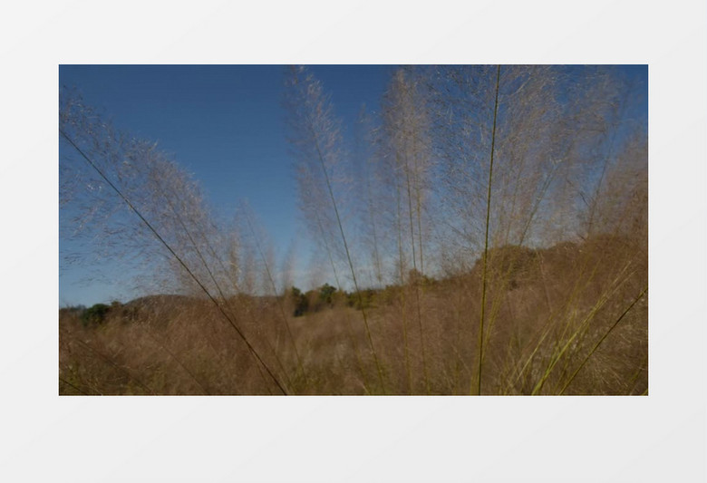 唯美安静草叶实拍视频