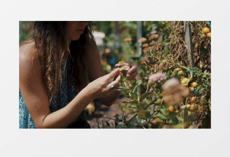 近景拍摄栽番茄的女士实拍视频素材