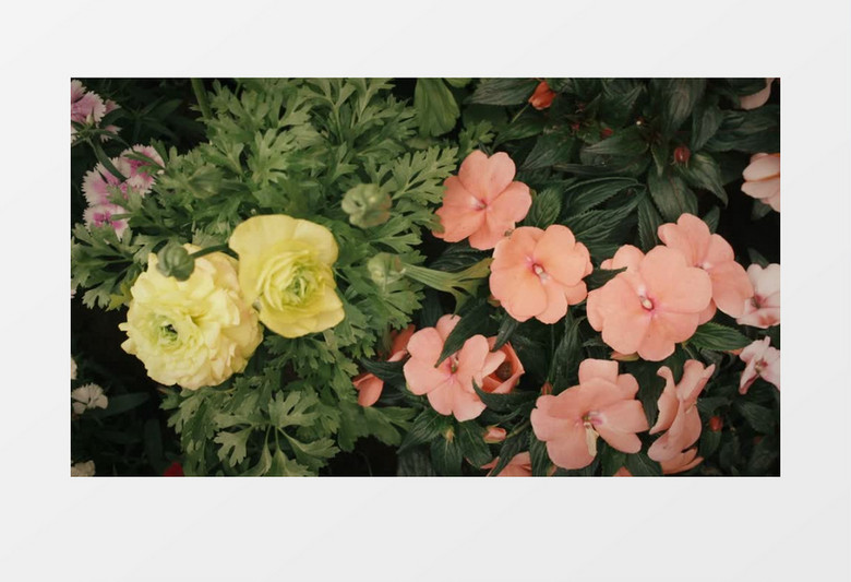 中景花朵展示实拍视频