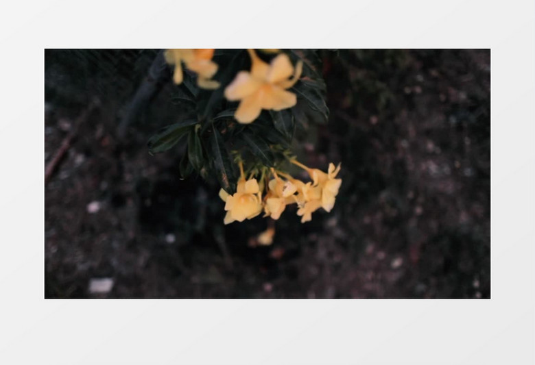 清新黄色花朵展示实拍视频