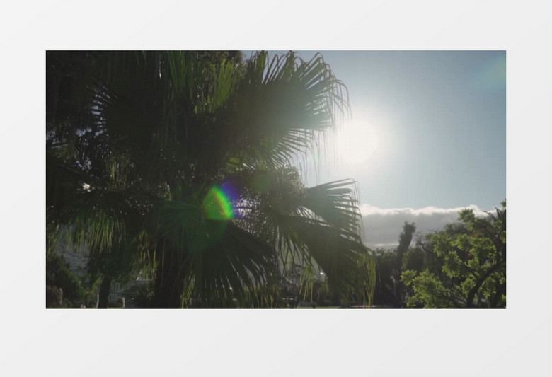 安静草叶阳光展示实拍视频