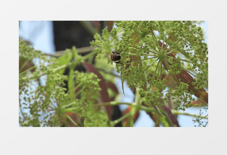 清新植物蜜蜂展示实拍视频