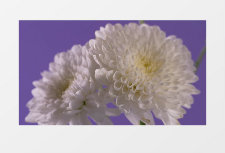 大光圈白色花朵拉镜头展示实拍视频