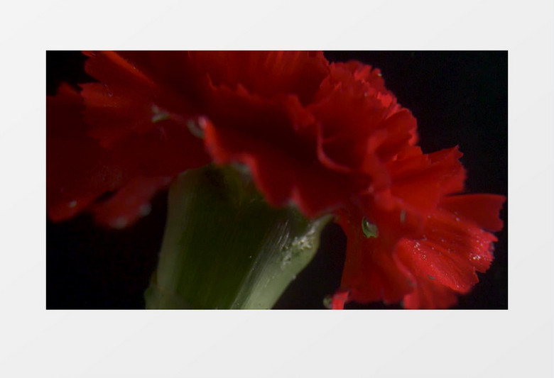 红色花朵展示实拍视频