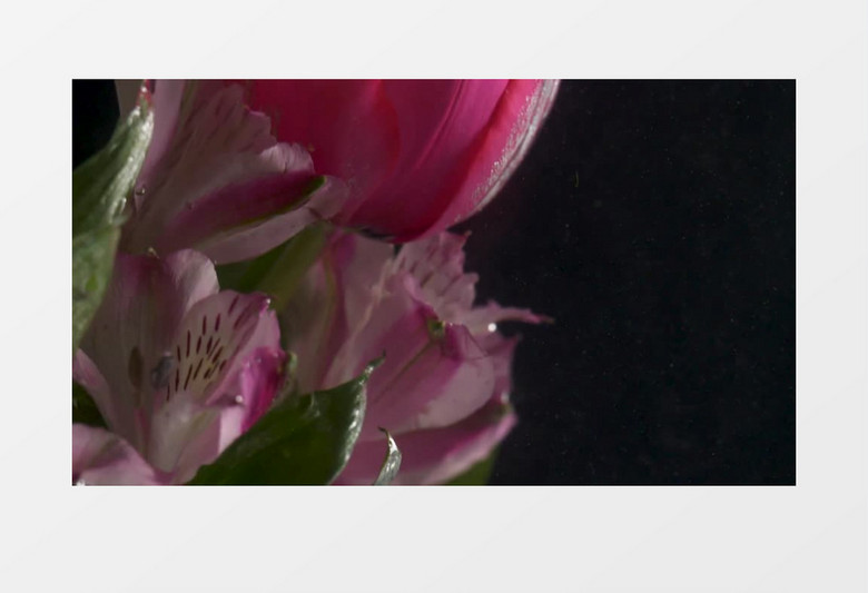 花朵绽放展示实拍视频