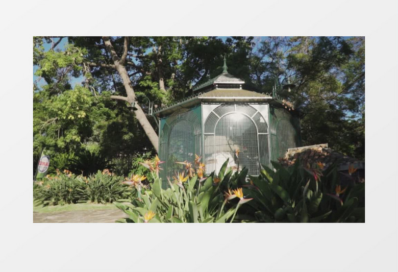 花园花朵展示实拍视频