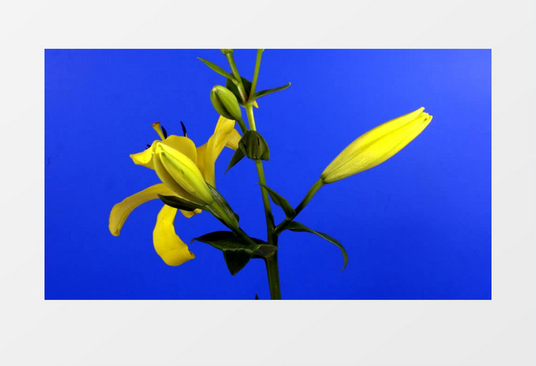黄色花朵展示实拍视频