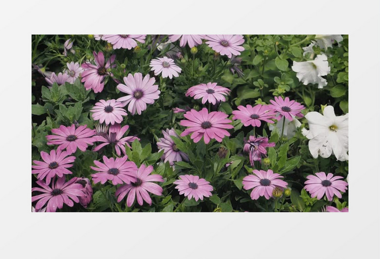 清新花朵展示实拍视频