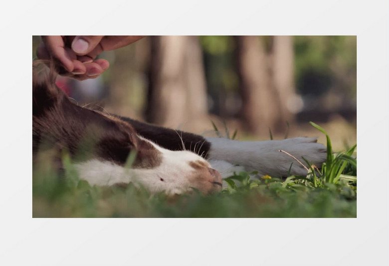 狗狗与草地展示实拍视频