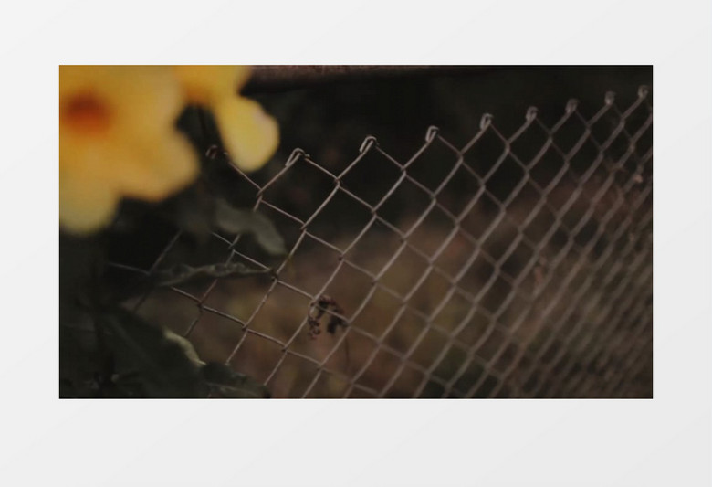 铁网花朵展示实拍视频