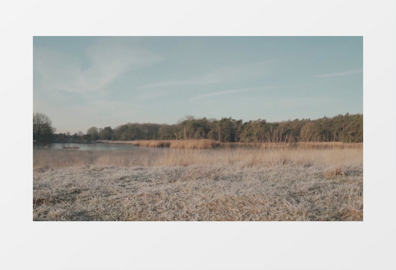 秋天荒草展示实拍视频