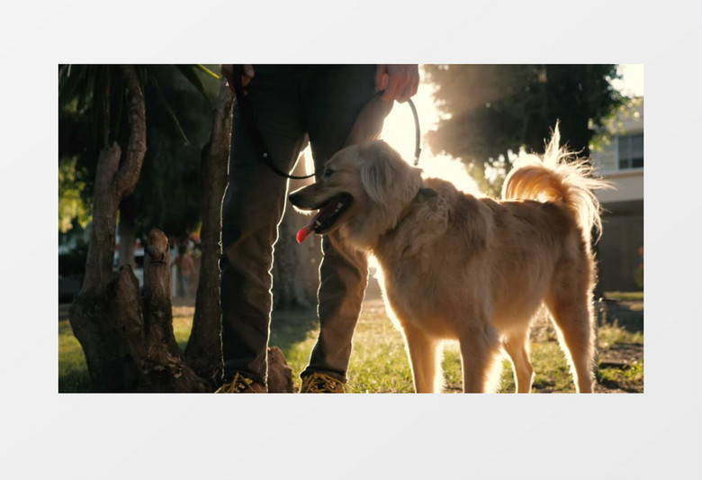  一个男人牵着自己的狗狗在沐浴阳光实拍视频素材