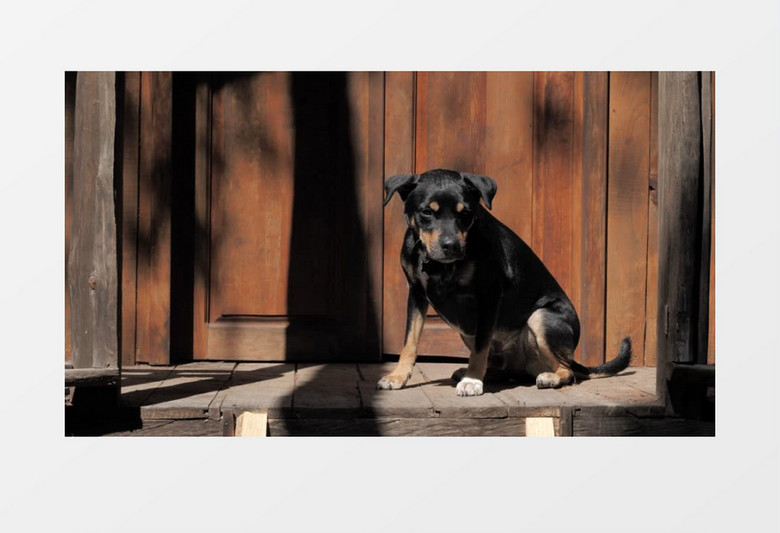  一只黑色的狗在门口晒太阳实拍视频素材