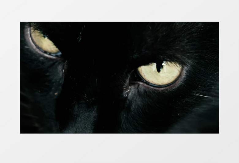  眨着黄色眼睛的黑猫实拍视频素材