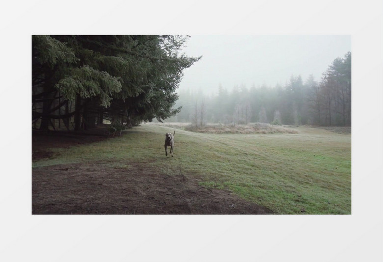  在树林里奔跑的大灰狗实拍视频素材