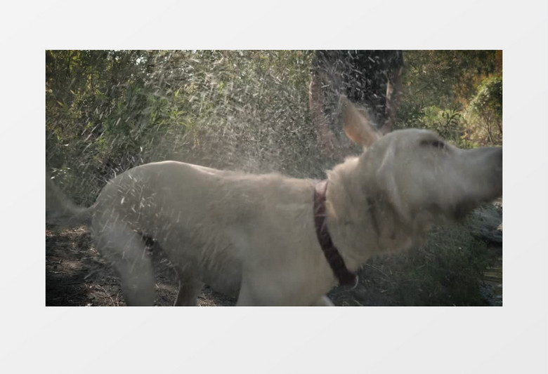 宠物狗左右晃动抖身上的水实拍视频素材
