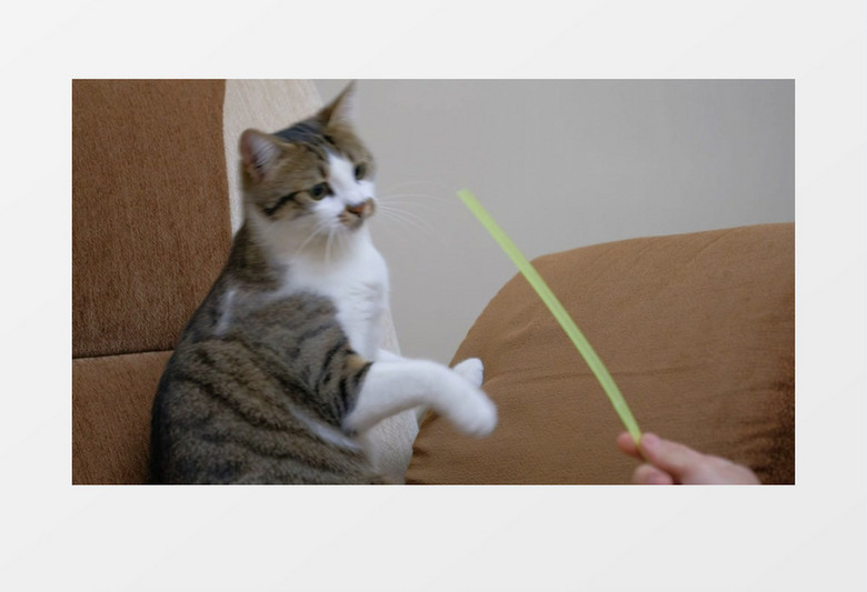 宠物主人和一只可爱的猫玩耍实拍视频素材
