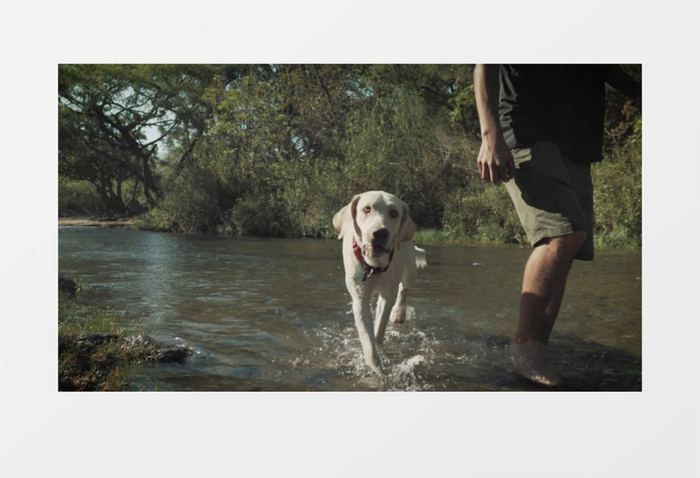 一个人牵着狗狗在森林中的小河里走实拍视频素材