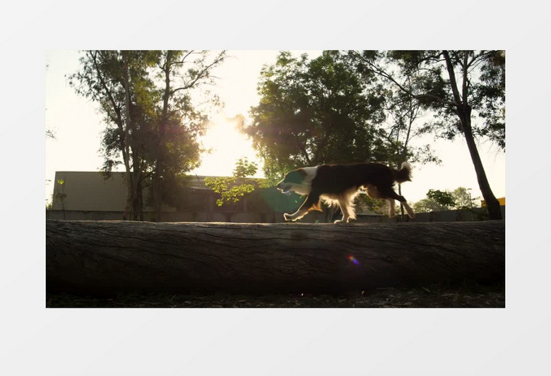 夕阳下一只狗快速的跑过枯木实拍视频素材