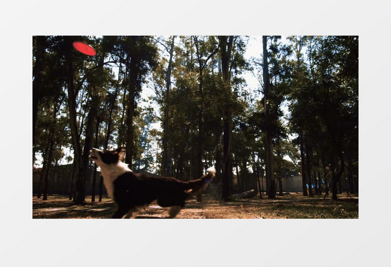 一只黑白的狗狗在追逐红色的飞盘玩耍实拍视频素材
