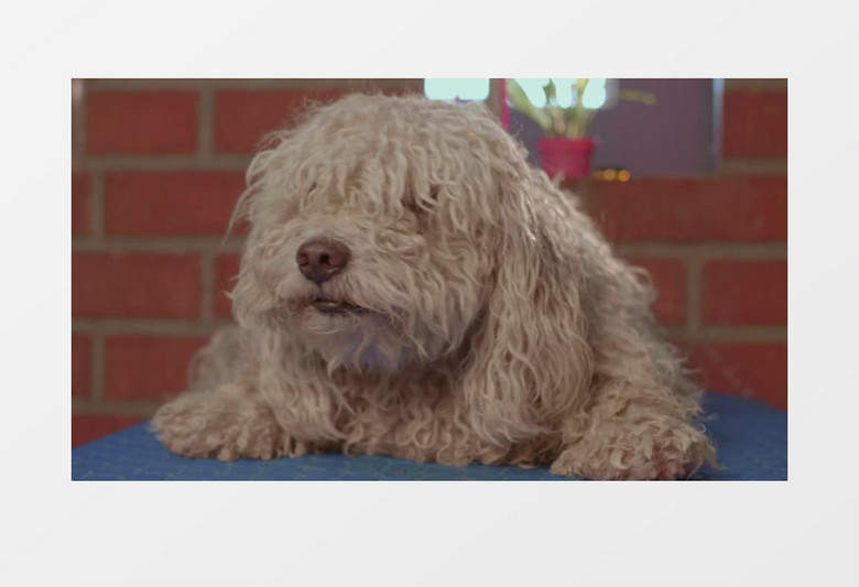  一只毛发乱糟糟的狗在等待洗澡剪发实拍视频素材