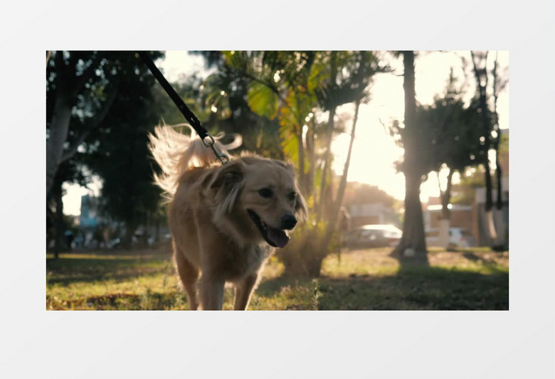 棕色的狗和它的主人在散步实拍视频素材