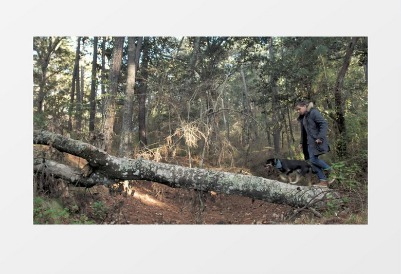 一个男人跟着黑色狗狗在树干上走实拍视频素材