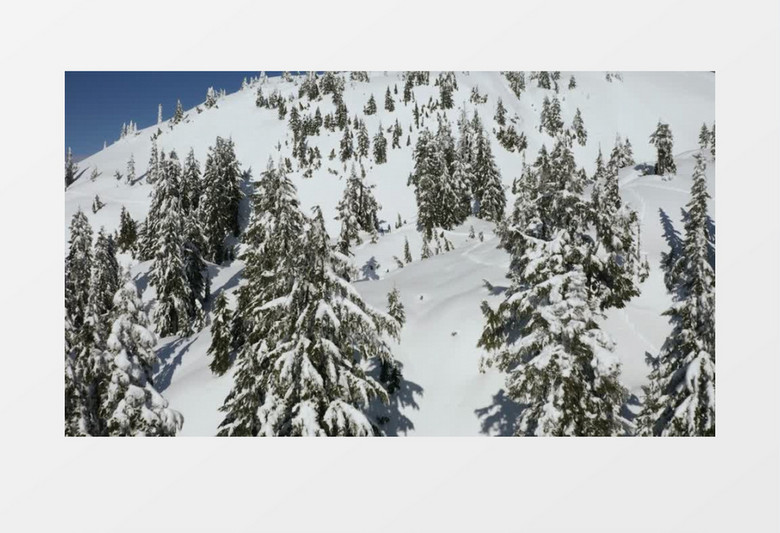 雪坡和松树林实拍视频素材