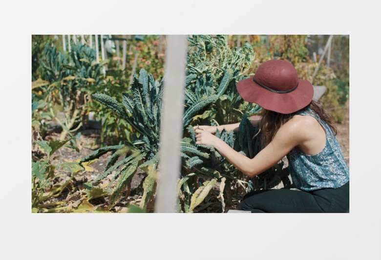 在花园整理植物的女人实拍视频素材