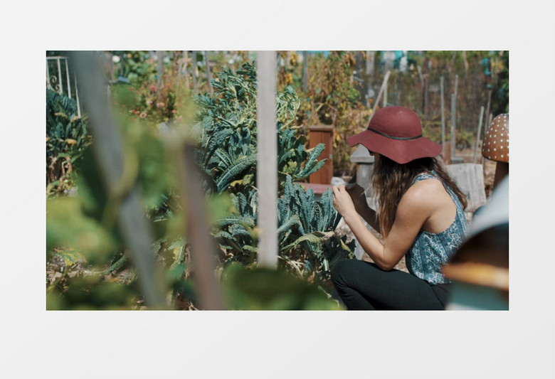 戴帽子的女人在观察植物实拍视频素材