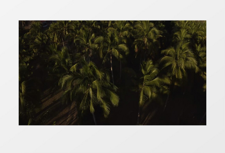 海边棕榈飘动茂密椰子树实拍视频