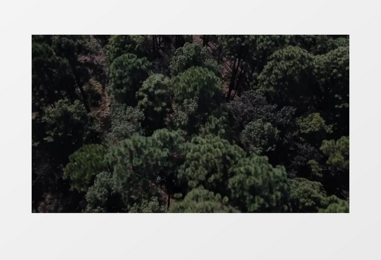 高空航拍茂密的森林实拍视频