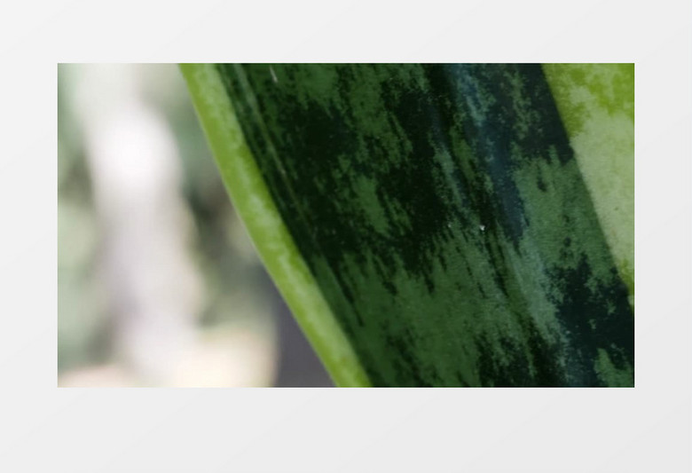 绿色植物叶特写自然景色实拍视频