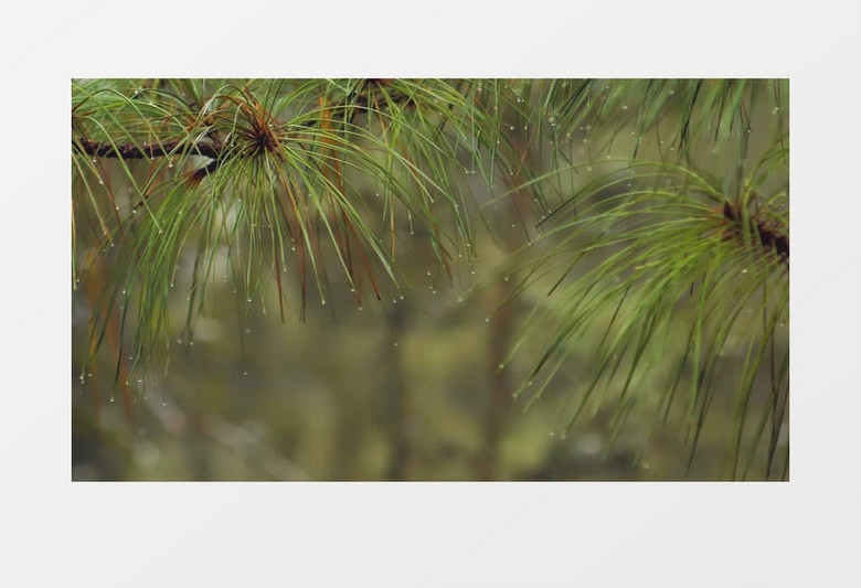 雪松树枝被雨水打湿轻轻飘动实拍视频