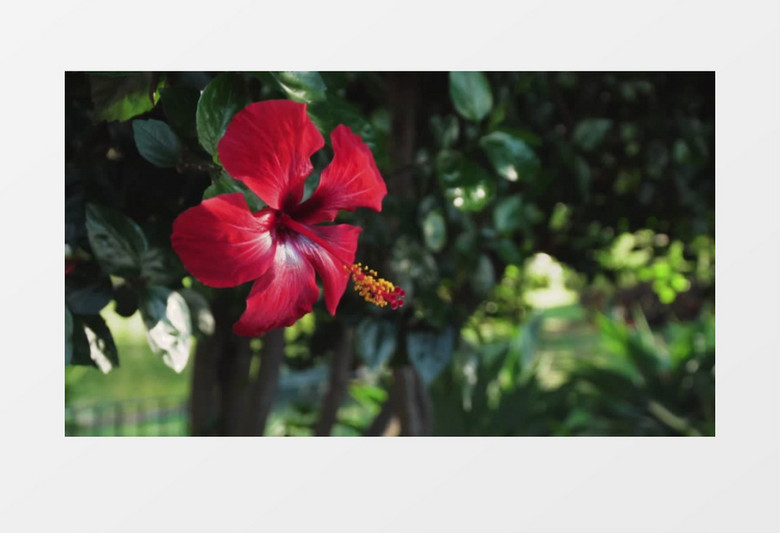 唯美鲜花盛开花园风景实拍视频