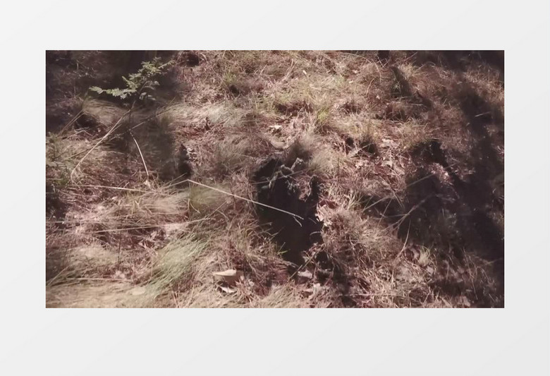 阳光草地森林风景实拍视频