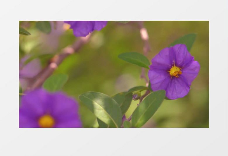 随风而定紫色鲜花优雅风景实拍视频