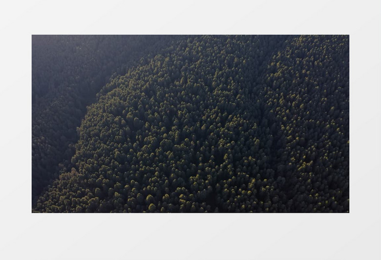 森林树木壮观美丽风景实拍视频