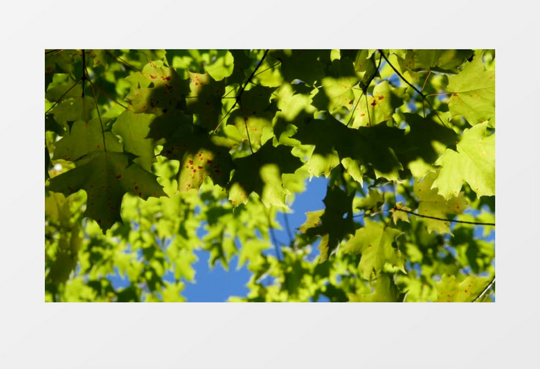 绿色树叶随风飘动风景实拍视频
