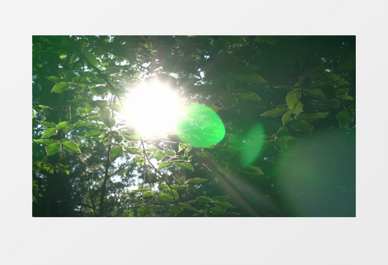 阳光穿过树叶从顶端照射实拍视频