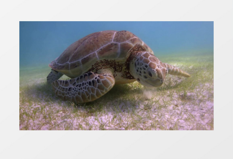 海洋底部海龟吃草自然风光视频模板