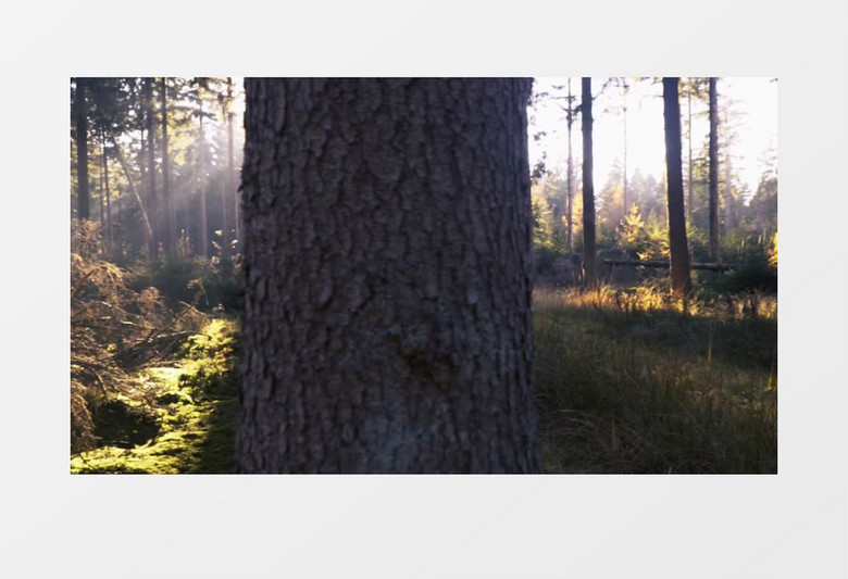 树林阳光照耀美景实拍视频