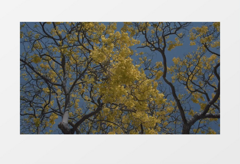 秋天黄叶午后风景实拍视频