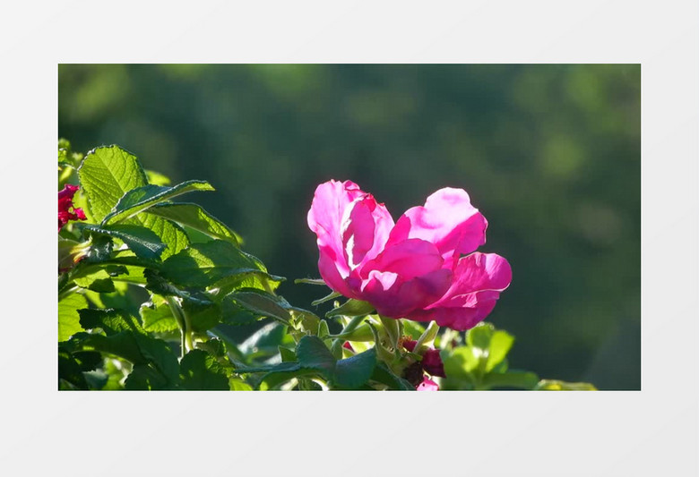 粉红色盛开美丽花朵实拍视频