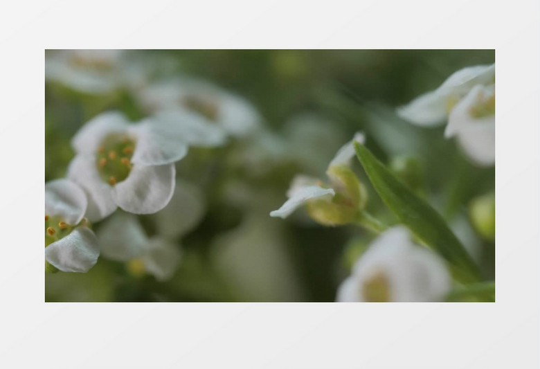 小白花唯美近景实拍视频