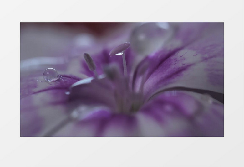 水滴落在鲜花上细节实拍视频