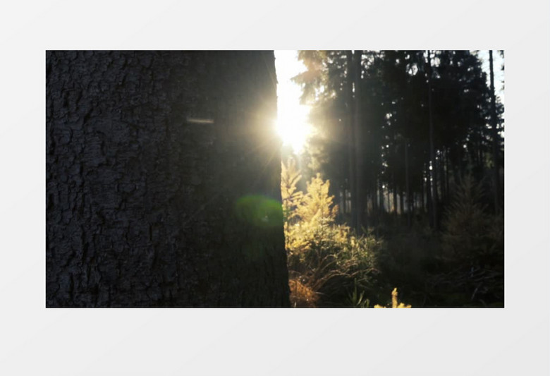 森林阳光唯美实拍视频