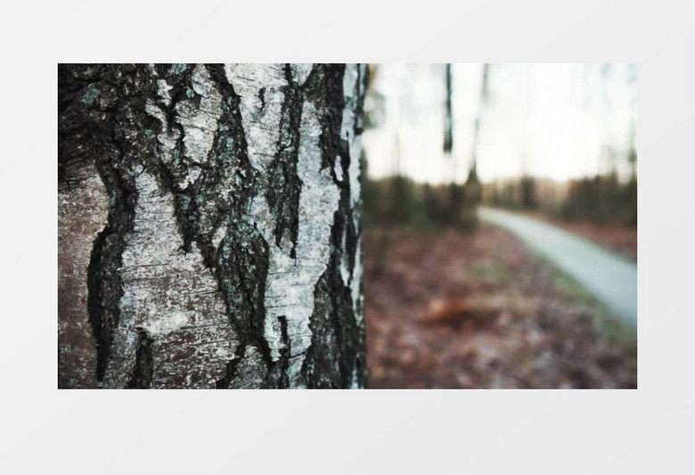 秋季时田野乡间的小路景观实拍视频